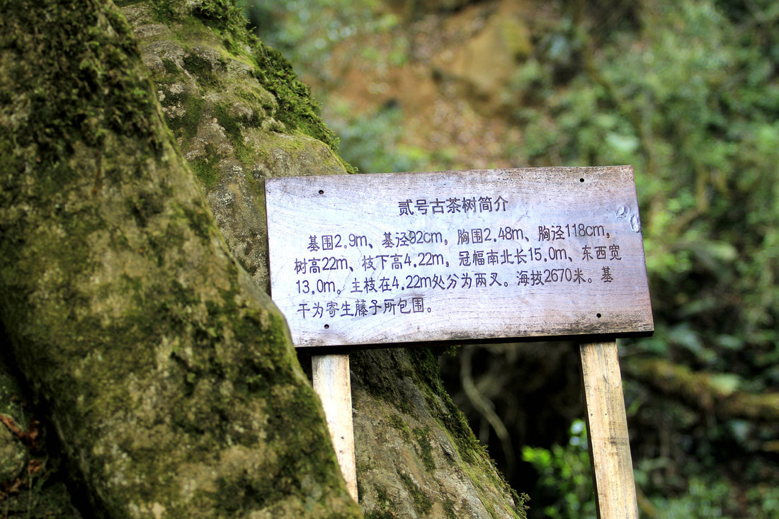 探秘古茶源